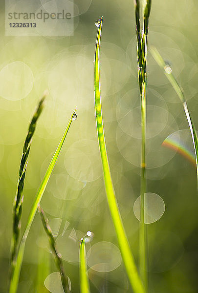 Nahaufnahme von Grashalmen mit Wassertropfen  die das Sonnenlicht reflektieren; Whidbey Island  Washington  Vereinigte Staaten von Amerika