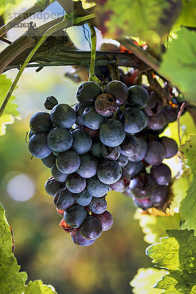 Nahaufnahme von violetten Trauben  die an den Rebstöcken hängen; Kalterer  Bozen  Italien