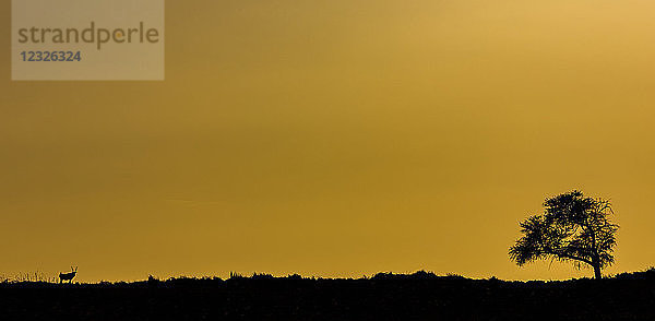 Silhouette eines Baumes und einer Antilope vor einem goldenen Himmel; Sossusvlei  Hardap-Region  Namibia