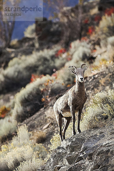 Dickhornschaf (Ovis canadensis) auf Felsen stehend; Kanada