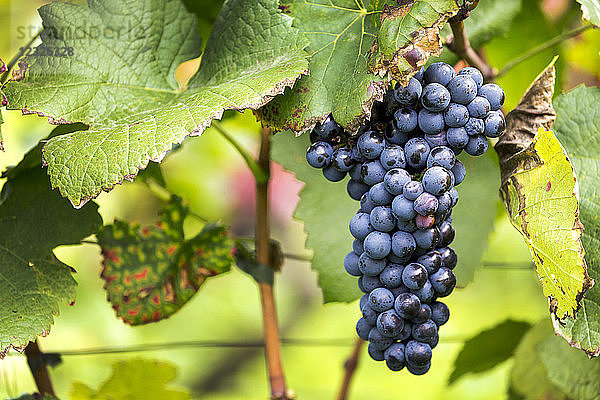 An der Rebe hängende violette Weintrauben; Kalterer  Bozen  Italien