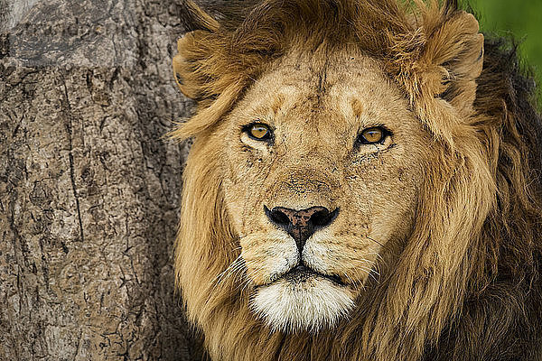 Nahaufnahme eines männlichen Löwen (Panthera Leo) neben einem angekratzten Baum  Serengeti National Park; Tansania