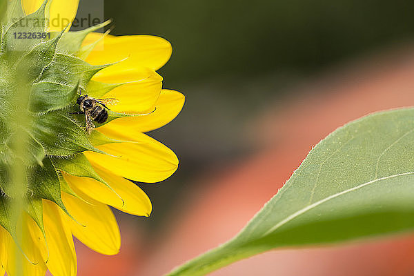 Nahaufnahme einer Biene auf der Unterseite einer Sonnenblume; British Columbia  Kanada