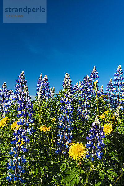 Blühende Lupinen und Löwenzahn an einem Berghang; Geysir  Island