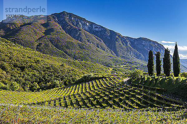 Reihen von Weinstöcken auf sanften Hügeln mit Bergen im Hintergrund und blauem Himmel; Calder  Bozen  Italien
