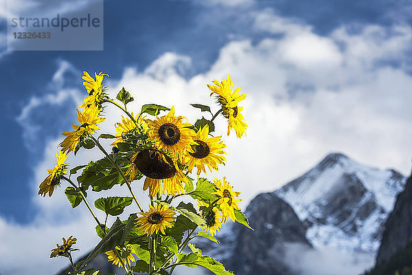 Sonnenblumen vor einem Berghintergrund; Grainau  Bayern  Deutschland