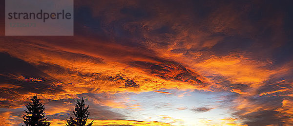 Dramatische bunte Wolkenformationen bei Sonnenuntergang mit Silhouette immergrüner Bäume; Calgary  Alberta  Kanada