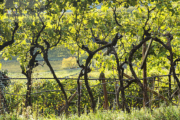 Reihen von Weinstöcken in einem Weinberg; Calder  Bozen  Italien