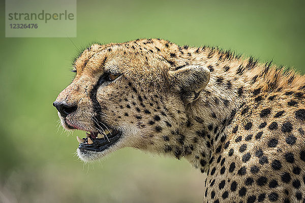Nahaufnahme des Kopfes eines Geparden (Acinonyx jubatus)  der mit geöffnetem Maul über die Gräsersavanne blickt. Sein goldenes Fell ist mit schwarzen Flecken bedeckt  und auf seinem Gesicht befinden sich Blutspuren von einem erlegten Tier  das er gerade gefressen hat. Aufgenommen im Serengeti-Nationalpark auf üppigem Grasland; Tansania