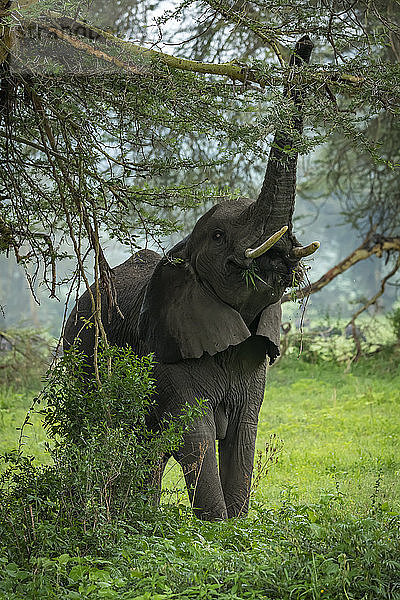 Afrikanischer Elefant (Loxodonta africana)  der seinen Rüssel anhebt  um einen Ast zu erreichen und blättrige Äste auf einer Lichtung zu pflücken  Ngorongoro-Krater; Tansania