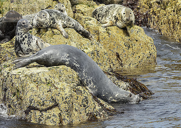 Robben ruhen sich auf Felsen am Wasser aus; Farne-Inseln  Northumberland  England