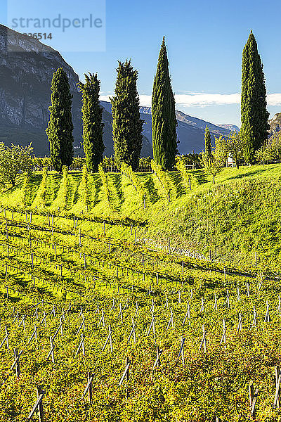 Reihen von Weinstöcken auf sanften Hügeln mit hohen Bäumen und Bergen im Hintergrund; Calder  Bozen  Italien