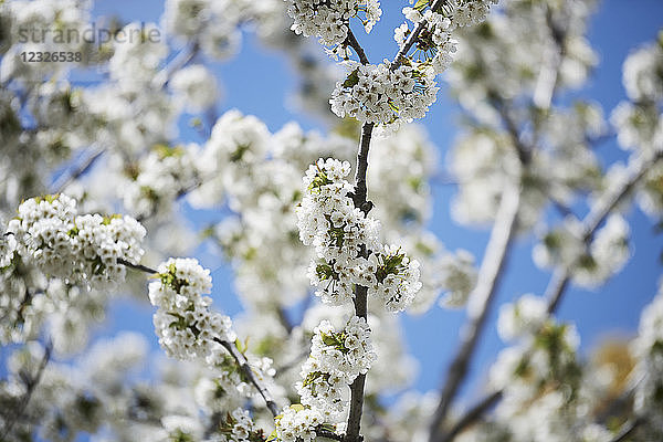 Nahaufnahme eines blühenden Baums mit Büscheln kleiner  weißer Blüten und einem blauen Himmel im Hintergrund  Forsythia Festival; Cabbagetown  Ontario  Kanada