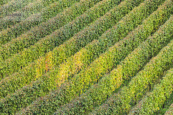 Luftaufnahme von Reihen von Weinreben; Calder  Bozen  Italien