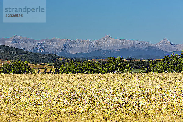 Ein goldenes Haferfeld mit Ausläufern  Bergkette und blauem Himmel im Hintergrund; Alberta  Kanada