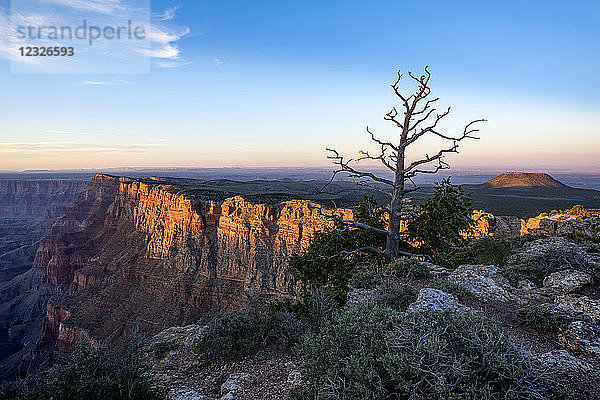 Ein erloschener Vulkan am Rande des Grand Canyon bei Sonnenuntergang und ein toter Baum im Vordergrund; Arizona  Vereinigte Staaten von Amerika