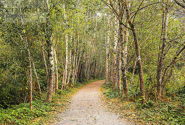 Ein Weg durch einen Erlenwald; Schafgarbe  British Columbia  Kanada