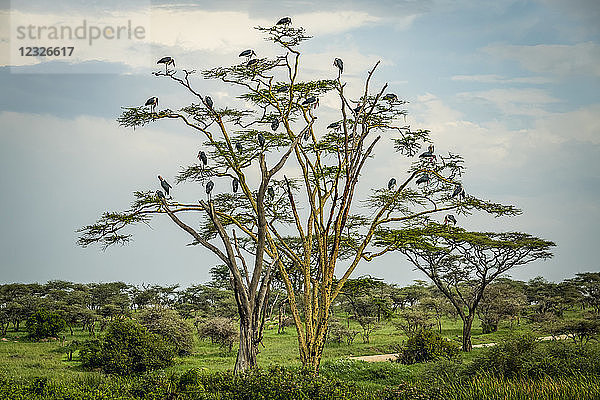 Schwarm Marabu-Störche (Leptoptilos crumenifer) auf einem Baum  Serengeti-Nationalpark; Tansania