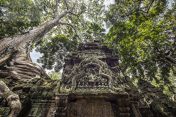 Wurzeln eines Seidenbaums (Ceiba pentadra)  der über den Ruinen von Ta Prohm wächst; Angkor  Siem Reap  Kambodscha