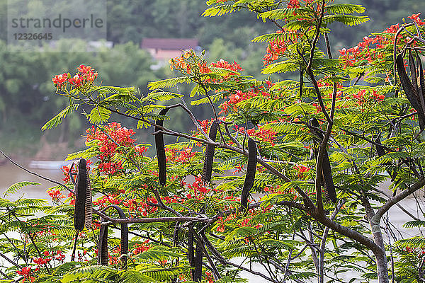 Flamboyanter Baum mit roten Blüten auf dem Berg Phousi; Luang Prabang  Luang Prabang  Laos