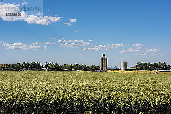 Ein bewässertes Gerstenfeld im Frühsommer mit Getreidesilos im Hintergrund  Eastern Washington; Waitsburg  Washington  Vereinigte Staaten von Amerika