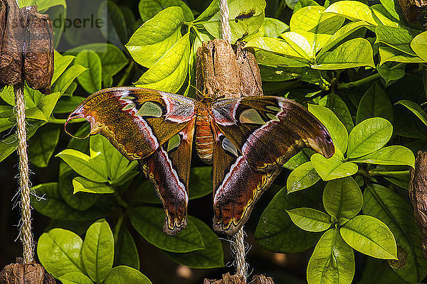 Kobraschmetterling (Attacus atlas)  Botanischer Garten; Montreal  Quebec  Kanada