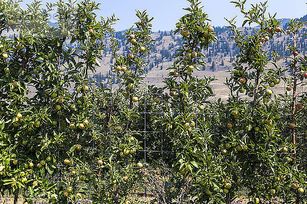 Apfelbäume im Obstgarten von Keremeos; Keremeos  British Columbia  Kanada