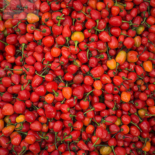 Fülle von frischen roten Chilischoten; Darjeeling  Westbengalen  Indien