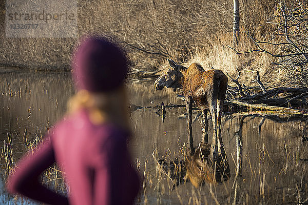 Eine junge Frau steht unscharf im Vordergrund und beobachtet eine Elchkuh (alces alces) im nahe gelegenen Teich; Anchorage  Alaska  Vereinigte Staaten von Amerika
