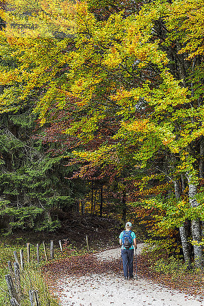 Eine Frau wandert entlang einer Straße unter dem bunten Herbstlaub der Bäume; Kalterer  Bozen  Italien