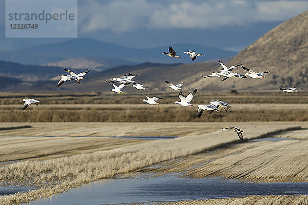 Schneegänse (Anser caerulescens) ziehen im Klamath Basin National Wildlife Refuge; Merrill  Oregon  Vereinigte Staaten von Amerika