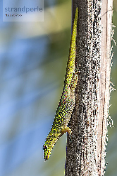 Dieser auf einer Palme ruhende Goldstaub-Taggecko (Phelsuma laticauda) wurde an der Kona-Küste der Big Island  Hawaii  fotografiert  wo er eine eingeführte Art ist; Island of Hawaii  Hawaii  Vereinigte Staaten von Amerika