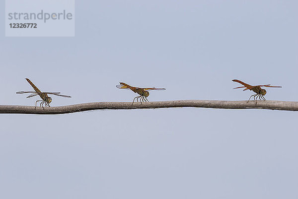 Drei Libellen  die sich auf einem Baumzweig ausruhen  Tonle Sap; Siem Reap  Kambodscha