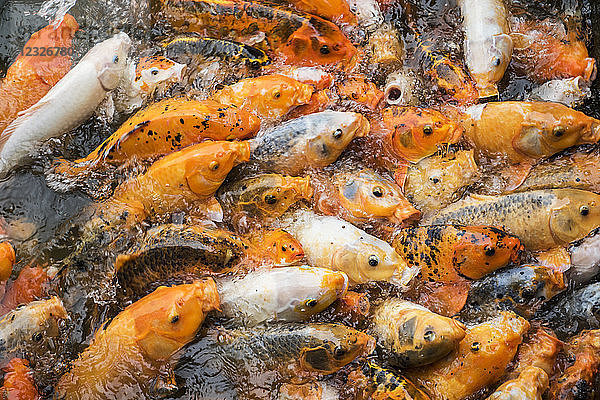 Fülle von Koi in einem Teich; Hue  Thua Thien-Hue  Vietnam