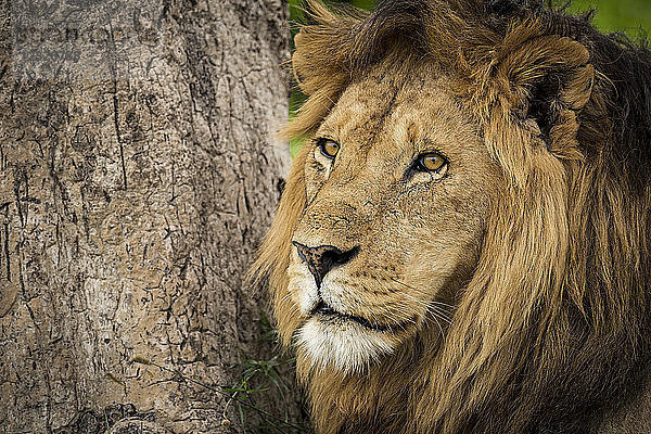 Nahaufnahme eines männlichen Löwen (Panthera leo) an einem Baumstamm; Tansania