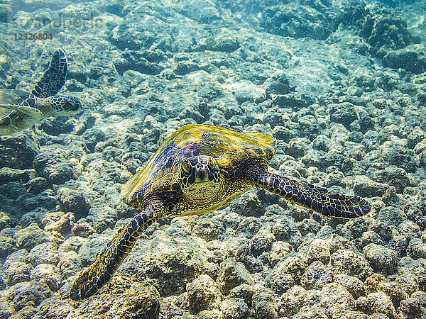 Grüne Meeresschildkröten (Chelonia mydas) auf Nahrungssuche  fotografiert beim Schnorcheln an der Küste von Kona; Insel Hawaii  Vereinigte Staaten von Amerika