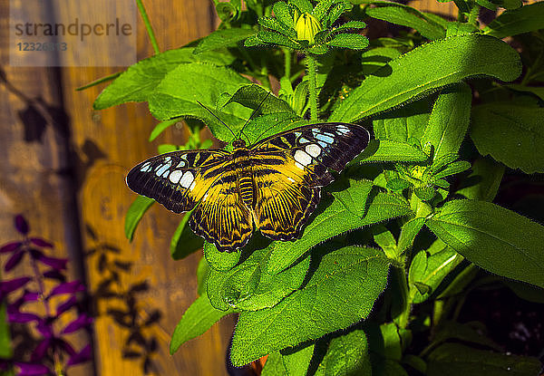 Klipperfalter (Parthenos sylvia sylvia)  Botanischer Garten; Montreal  Quebec  Kanada