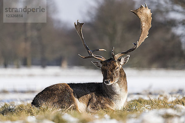 Rothirsch (Cervus elaphus) liegt im verschneiten Gras; London  England