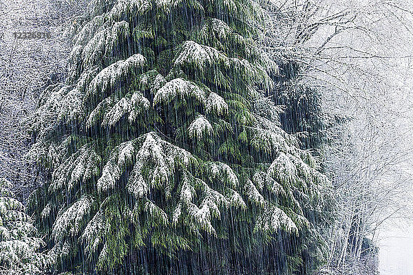 Schnee fällt auf einen Western Red Cedar Baum (Thuja plicata); Astoria  Oregon  Vereinigte Staaten von Amerika