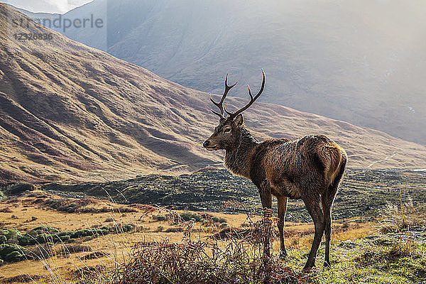 Rothirsch (Cervus Elaphus) in einer schottischen Schlucht; Schottland