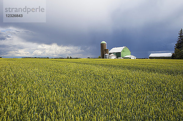 Farmfeld mit Hitze und Regenwolken über dem Kopf; Caledon  Ontario  Kanada