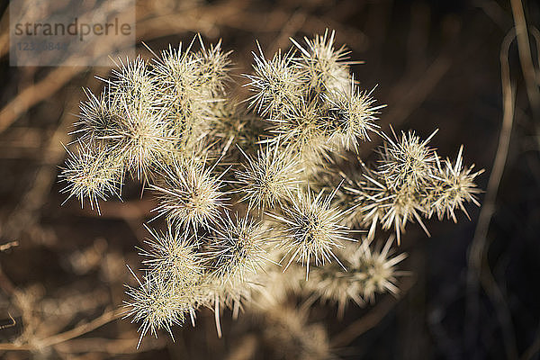 Nahaufnahme der scharfen Stacheln eines Kaktus  Joshua Tree National Park; Kalifornien  Vereinigte Staaten von Amerika