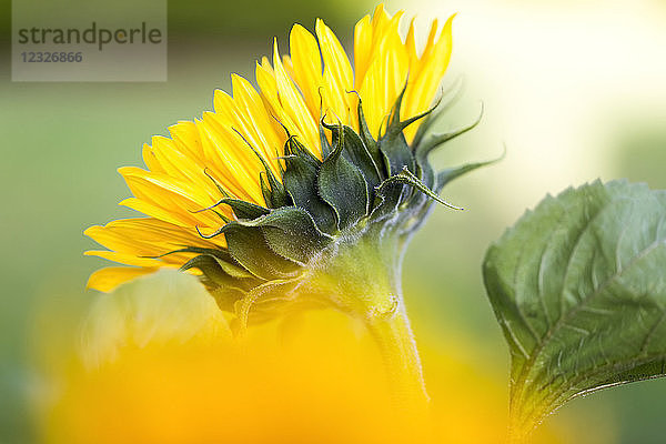 Nahaufnahme einer blühenden Sonnenblume; Surrey  British Columbia  Kanada