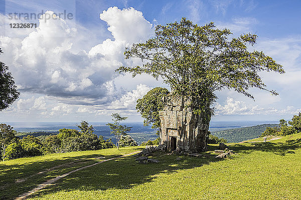 Feigenbaum  der aus einem Turm am Gopura III  Preah Vihear-Tempel  wächst; Preah Vihear  Kambodscha