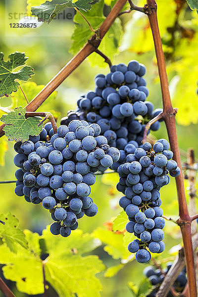 An der Rebe hängende violette Weintrauben; Kalterer  Bozen  Italien