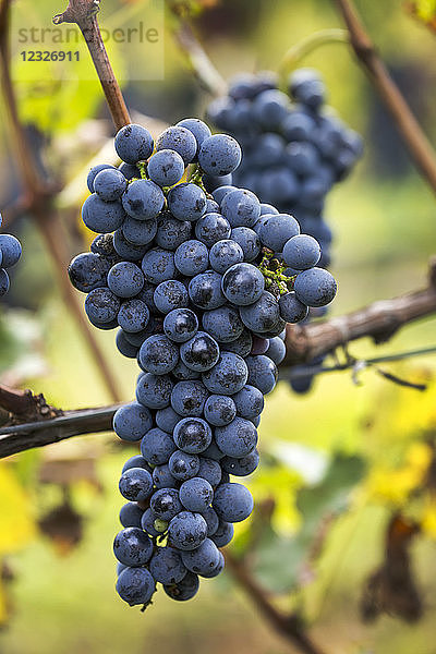 An der Rebe hängende violette Weintrauben; Kalterer  Bozen  Italien