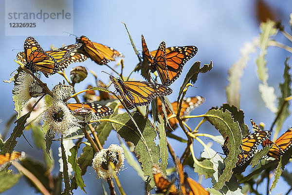 Monarchfalter (Danaus plexippus) auf Blättern sitzend  Pismo Beach  Kalifornien  Vereinigte Staaten von Amerika