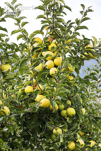 Goldene Äpfel an einem Baum; Kalterer  Bozen  Italien