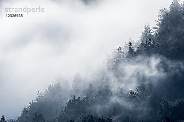 Wolken umhüllen den Wald an einem Hang im Siletz Bay National Wildlife Refuge; Lincoln City  Oregon  Vereinigte Staaten von Amerika