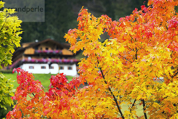 Bunte Bäume im Herbst  die im Hintergrund eine Almhütte mit Blumenkästen einrahmen; Sexten  Bozen  Italien